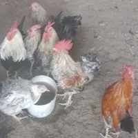 فروش تعدادی خروس و مرغ