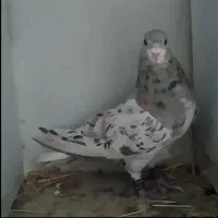 کبوتر کفتر ساده هفت‌رنگ  کله سفید