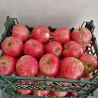 سیب درجه یک و با کیفیت