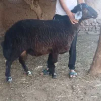 خرید فروش/قوچ همو/گوسفند/انواع نژاد