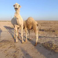 شوش