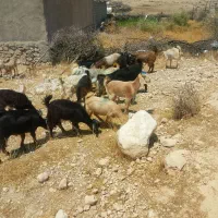 کهره|حیوانات مزرعه|دوگنبدان, |دیوار