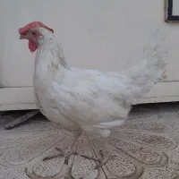 مرغ سفید تخم گذار
