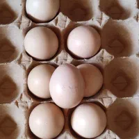 تخم مرغ نطفه دار