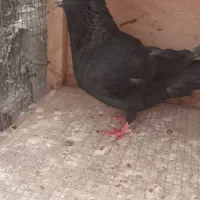 کبوتر بوشهری