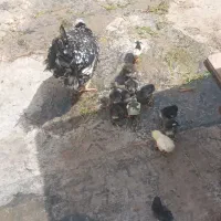۹ تا جوجه گلین