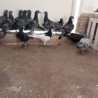 جوجه پلاکی