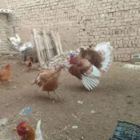 تخم بوقلمون بربو