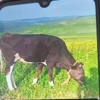 گاو سرقتی در صورت مشاهده اطلاع دهید