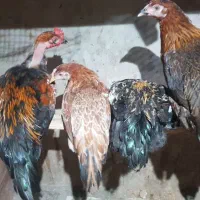 نیمچه مرغ و خروس