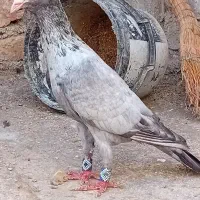 کبوتر پرشی