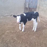 شیر برای فروش دارم روزی ۷۰ تا ۹۰کیلو پر چرب