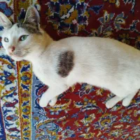 گمشده مژدگانی خوب به یابنده