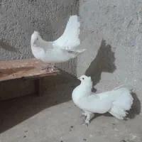 یک جفت دم چطری