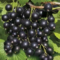 انگورموندراپ و وارداتی