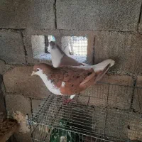 چپ زرد خال سیاه
