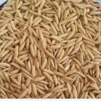مقدار ۳ تن جو جمشید درجه یک (برنج جمشید)