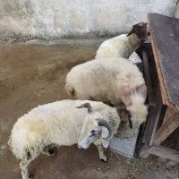 گوسفند