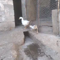 غاز‌تخم‌گذار