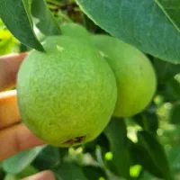 گلابی