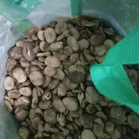 باقله
