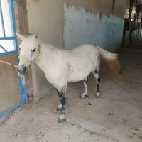 خرید فروش اسب پالونی بارکش