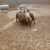 بره|حیوانات مزرعه|قوچان, |دیوار