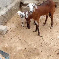 بز ماده جمولی با دوتا بچه