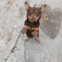 سگ پاکوتا چلوندنی