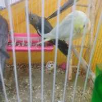 دو جفت عروس هلندی