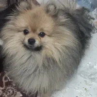 پامرانین خرسی بو فیس