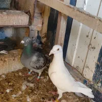 کفتر مسافتی و چادری ویهودی