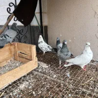 کفتر  فروشی