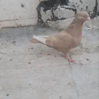 5تا کفتر|پرنده|شیراز, کرونی(خاتونک)|دیوار