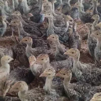 بوقلمون برنز انگلیسی کانادایی