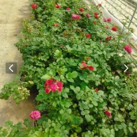پیش فروش نهال انگور