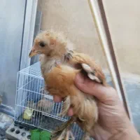 جوجه برهما طلایی ولایت