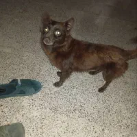 سگ پا کوتاه