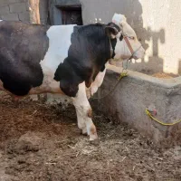 گاو نر سیمینتال