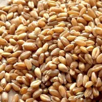 گندم ابی بذر اروم