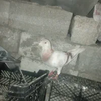 12 طوق‌ کبوتر پرشی ساعت خوب