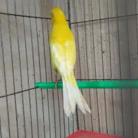 قناری جوجه نر