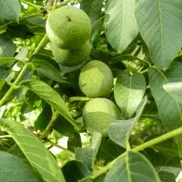 خریدار گردو