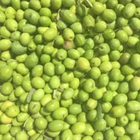 خرید زیتون کنسروی و روغنی