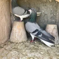 نروماده دومگیر