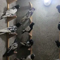 سینه کله و کلاغ وساده
