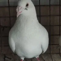 کبوتر