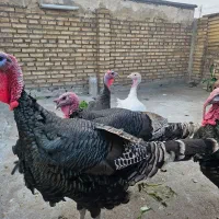 ۵ عدد بوقلمو