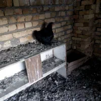 مرغ پا پر|حیوانات مزرعه|اسفرورین, |دیوار