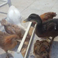 جوجه خروس و مرغ و اردک